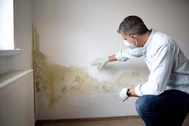 Best Biohazard Mold Removal in Latrobe, PA